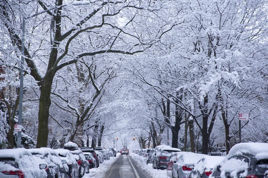 Snow covered trees line a residential street