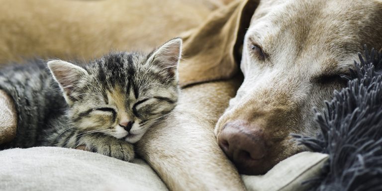 8 Things You Need To Know About Pet Safety